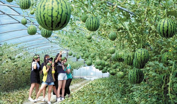Jeonju 1 Day Tour: Hanok Village + Hanbok Rental + Watermelon / Peach Picking + Mediterranean Village (~Sep 9)