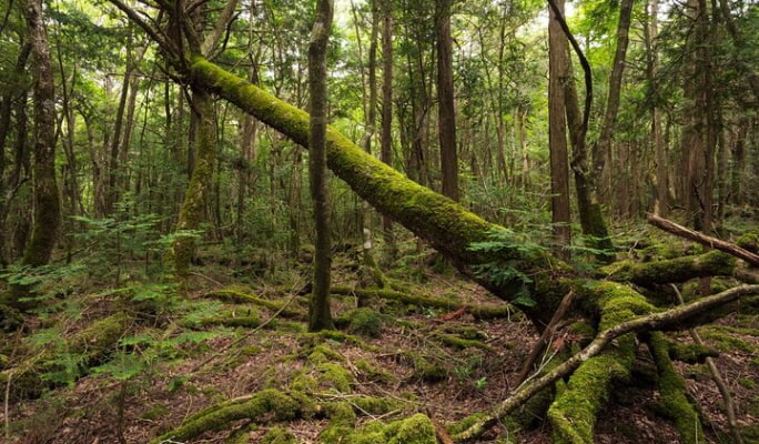 Mt. Fuji Aokigahara Jukai Forest 6-hour Private Tour with Licensed Guide by Public Transportation