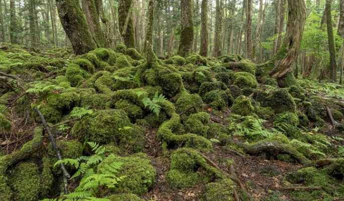 Mt. Fuji Aokigahara Jukai Forest 6-hour Private Tour with Licensed Guide by Public Transportation