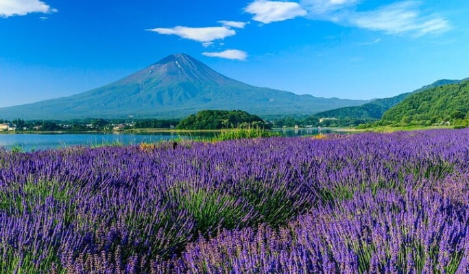 Mt. Fuji Private 1 Day Tour From Tokyo