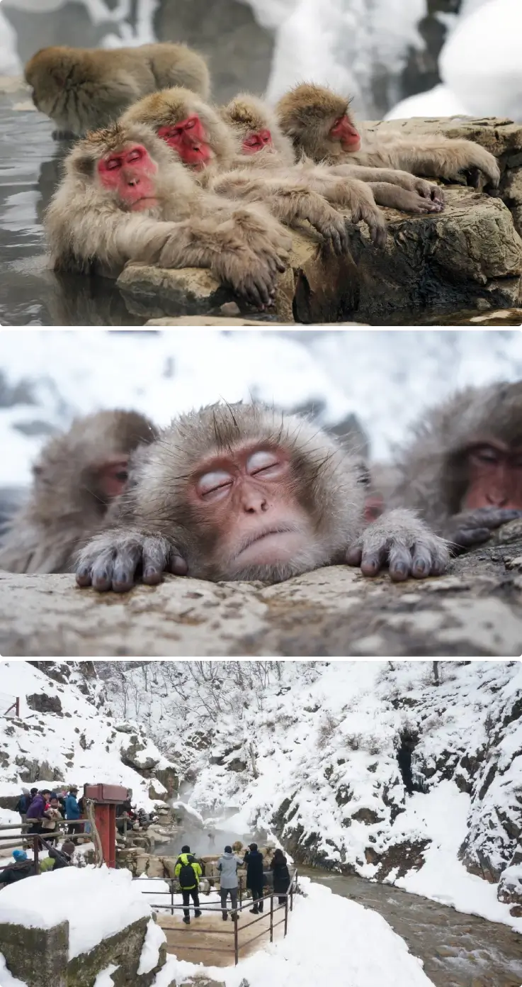 Wild monkeys bathing in hot springs at Jigokudani Snow Monkey Park