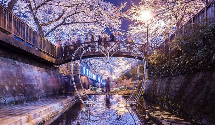 Spring Special: Jinhae Cherry Blossom Festival 1 Day Evening Tour- from Busan (Mar 12~27)
