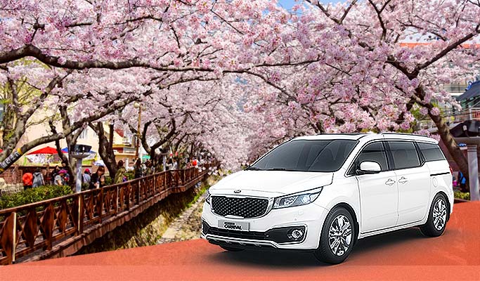Spring Special: Jinhae Cherry Blossom 1 Day Private Tour - from Seoul/Busan (Mar 27~Apr 10)
