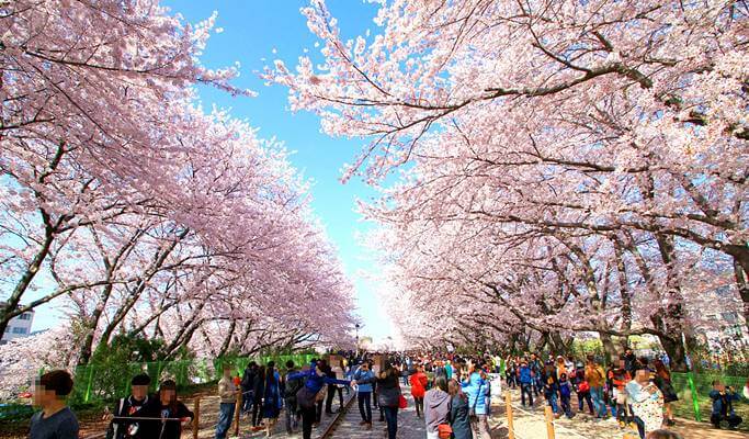 Spring Special: Jinhae Cherry Blossom 1 Day Private Tour - from Seoul/Busan (Mar 27~Apr 10)