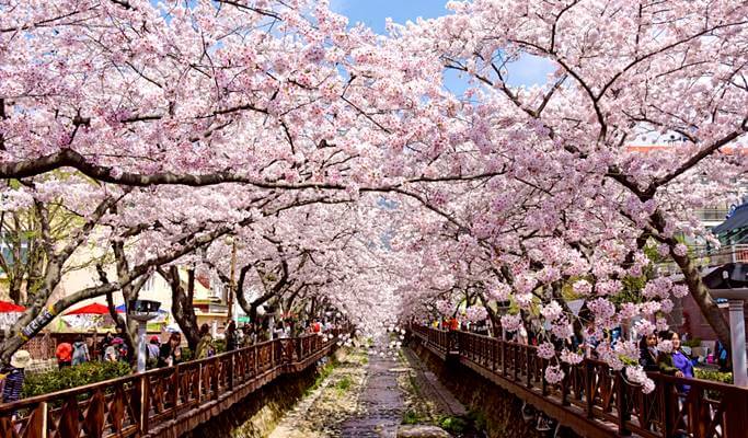 Spring Special: Jinhae Cherry Blossom 1 Day Private Tour - from Seoul/Busan (Mar 27~Apr 10)