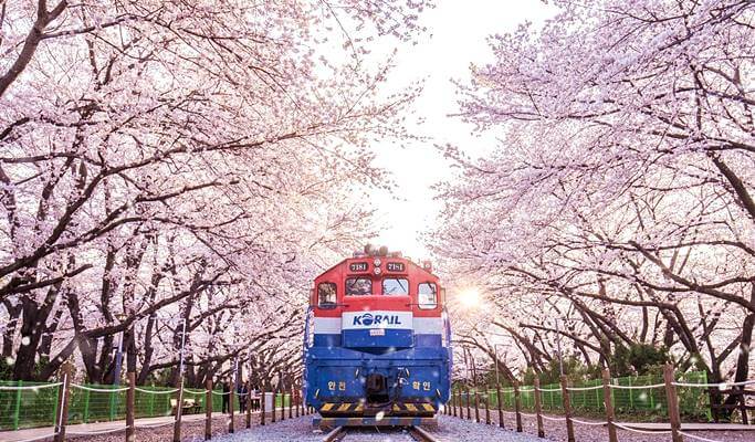 Spring Special: Jinhae Cherry Blossom 1 Day Private Tour - from Seoul/Busan (Mar 27~Apr 10)
