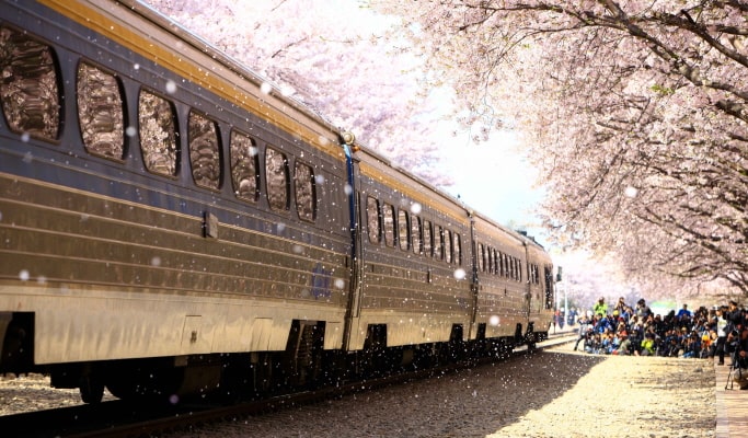 春スペシャル：鎮海 (チネ) 桜 1日ツアー-ソウル/釜山発 （3月29日~4月18日）