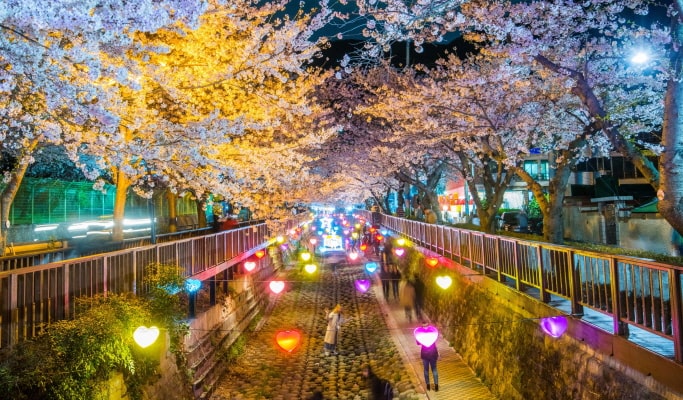 春スペシャル：鎮海 (チネ) 桜 1日ツアー-ソウル/釜山発 （3月29日~4月18日）