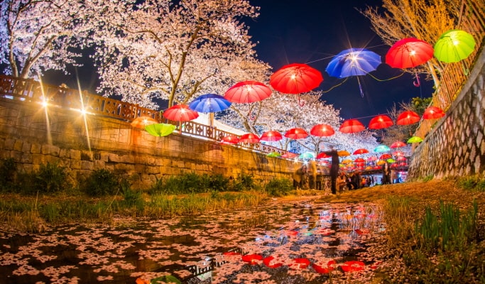 春スペシャル：鎮海 (チネ) 桜 1日ツアー-ソウル/釜山発 （3月29日~4月18日）
