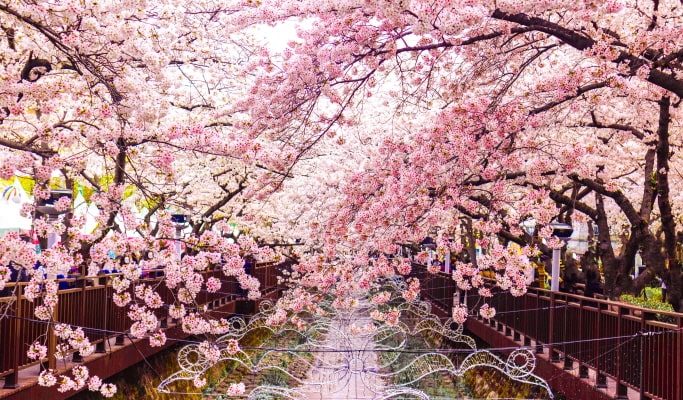 春スペシャル：鎮海 (チネ) 桜 1日ツアー-ソウル/釜山発 （3月29日~4月18日）