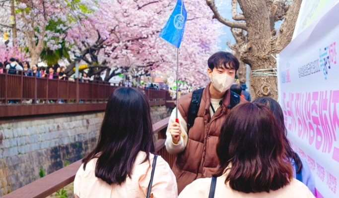 春スペシャル：鎮海 (チネ) 桜 1日ツアー-ソウル/釜山発 （3月29日~4月18日）
