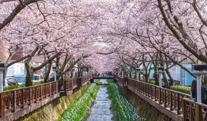 春スペシャル：鎮海 (チネ) 桜 1日ツアー-ソウル/釜山発 （3月29日~4月18日）