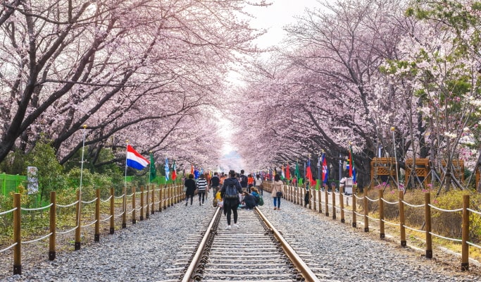 春スペシャル：鎮海 (チネ) 桜 1日ツアー-ソウル/釜山発 （3月29日~4月18日）
