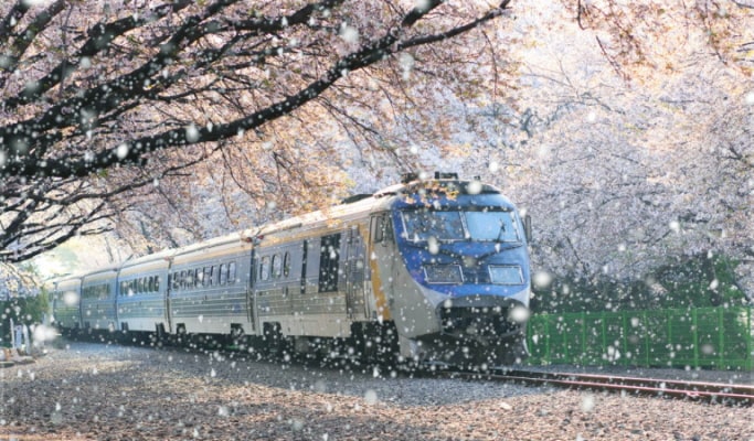 春スペシャル：鎮海(チネ) 桜 1日ツアー（+送迎オプション） -ソウル/釜山発 （3月22日~4月7日）
