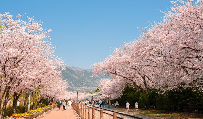 Spring Special: Jinhae Cherry Blossom Festival Evening Tour - from Busan (Mar 28~Apr 6)