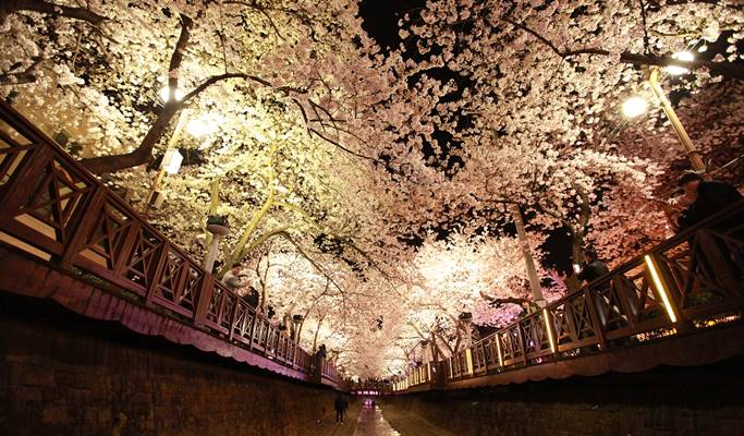 Spring Special: Jinhae Cherry Blossom Festival 1 Day Evening Tour- from Busan (Mar 12~27)