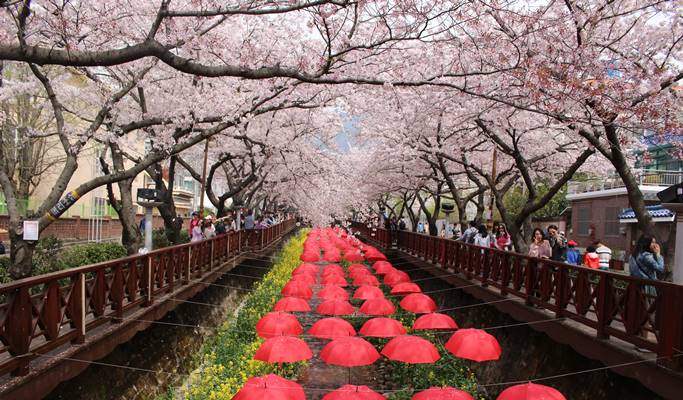 Spring Special: Jinhae Cherry Blossom Festival 1 Day Evening Tour- from Busan (Mar 12~27)