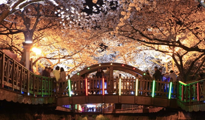 Spring Special: Jinhae Cherry Blossom Festival Evening Tour - from Busan (Mar 28~Apr 6)