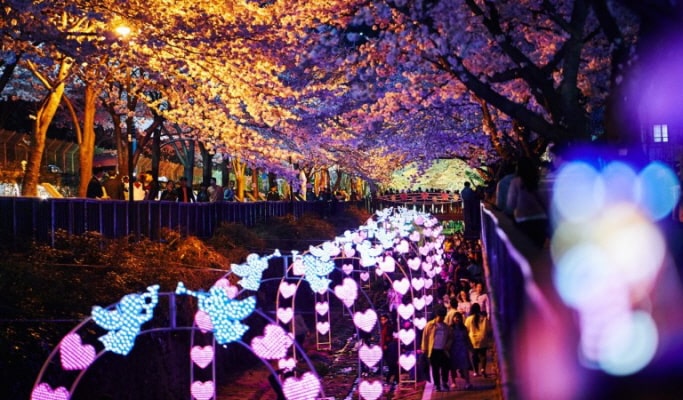 春スペシャル：鎮海(チネ) 桜 1日ツアー（+送迎オプション） -ソウル/釜山発 （3月22日~4月7日）
