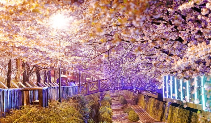 春スペシャル：鎮海(チネ) 桜 1日ツアー（+送迎オプション） -ソウル/釜山発 （3月22日~4月7日）