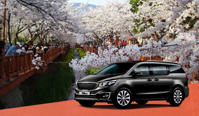 Spring Special: Jinhae Cherry Blossom Private Tour - from Busan (Mar 29~Apr 6)