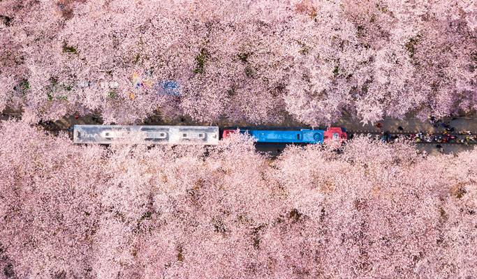 Spring Special: Jinhae Cherry Blossom 1 Day Tour - from Seoul/Busan (Mar 25~Apr 5)