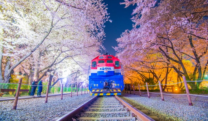 春スペシャル：鎮海 (チネ) 桜 1日ツアー-ソウル/釜山発 （3月29日~4月18日）