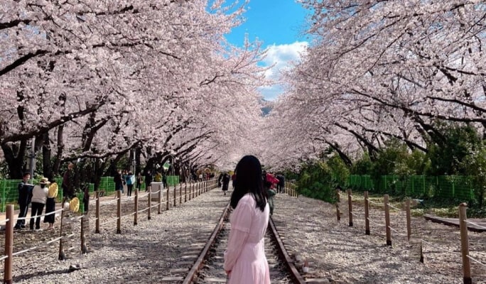 春スペシャル：鎮海(チネ) 桜 1日ツアー（+送迎オプション） -ソウル/釜山発 （3月22日~4月7日）