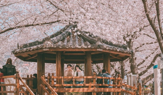 春スペシャル：鎮海(チネ) 桜 1日ツアー（+送迎オプション） -ソウル/釜山発 （3月22日~4月7日）