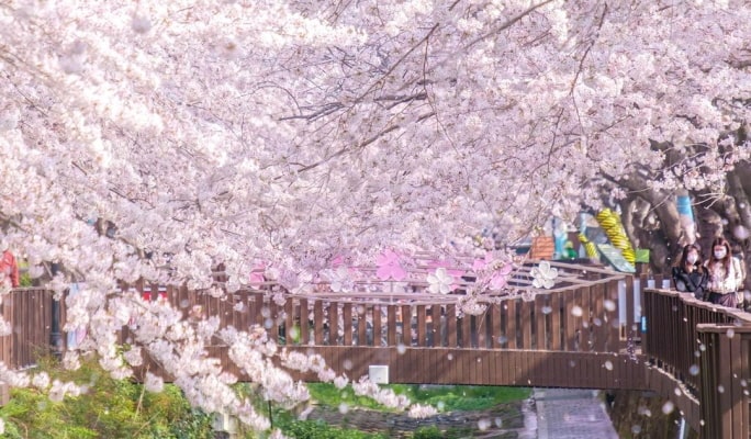 春スペシャル：鎮海(チネ) 桜 1日ツアー（+送迎オプション） -ソウル/釜山発 （3月22日~4月7日）