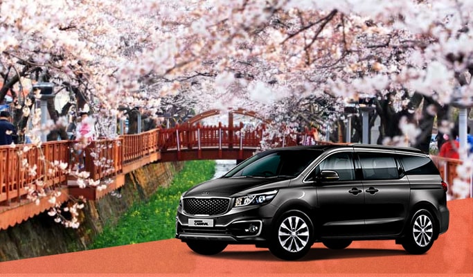 Spring Special: Jinhae Cherry Blossom Festival Private Tour - from Seoul  (Mar 29~Apr 6)
