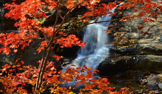[Autumn Foliage] Naejangsan/ Daedunsan/ Jirisan 1 Day Private Van Tour - from Busan (Oct 14~Nov 8)
