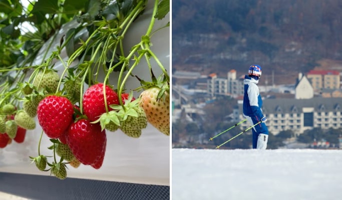 Jisan Ski Resort (+ Strawberry Picking) 1 Day Tour
