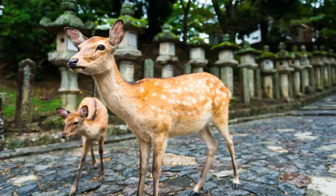 Kyoto & Nara Highlights 1 Day Tour from Osaka