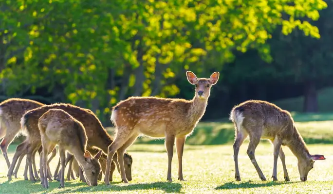 Kyoto & Nara Highlights 1 Day Tour from Osaka