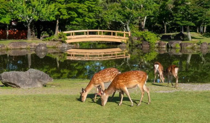 Kyoto & Nara Highlights 1 Day Tour from Osaka