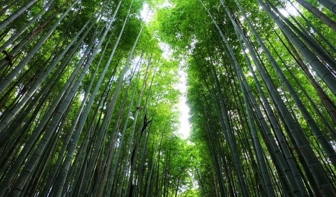 Kyoto Sagano Romantic Train + Hozu River Cruise + Arashiyama 1 Day Tour - from Osaka/ Kyoto