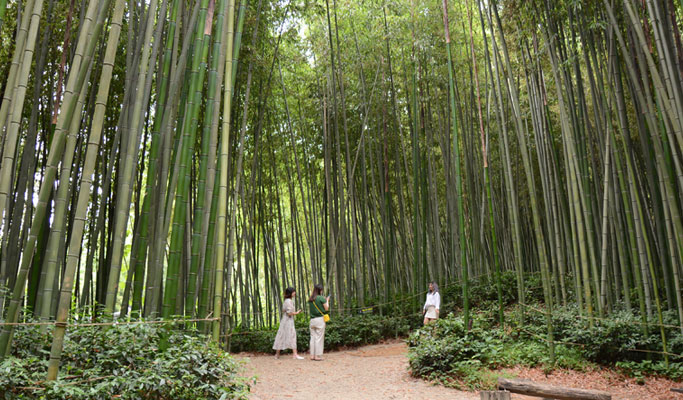 Damyang Bamboo Forest + Meta Provence Private Tour - from Seoul