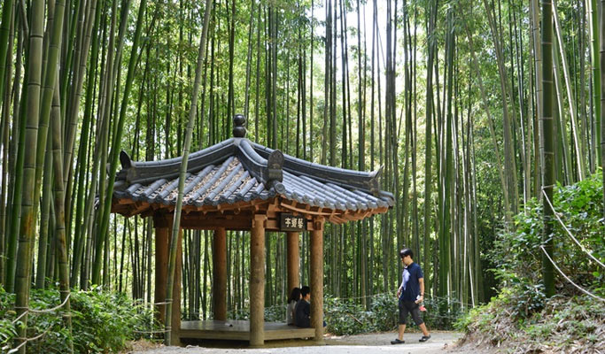 Damyang Bamboo Forest + Meta Provence Private Tour - from Seoul