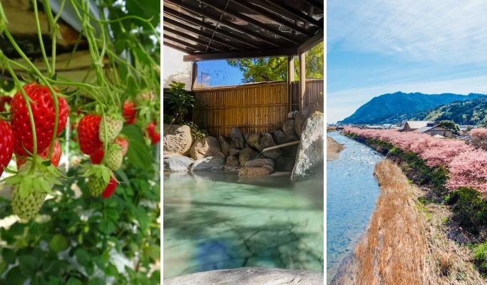 Spring Special: Kawazu Cherry Blossom & Strawberry Picking & Shuzenji Hot Spring Tour from Tokyo (Feb 1~Apr 9)
