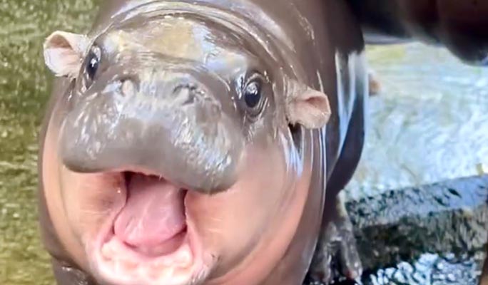 カオキアオ動物園入場券