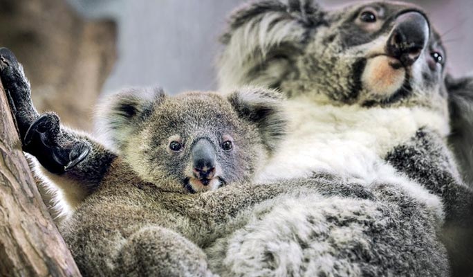 カオキアオ動物園入場券