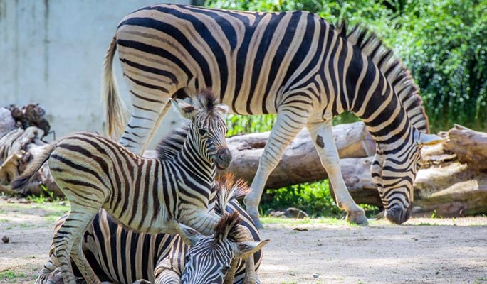 カオキアオ動物園入場券