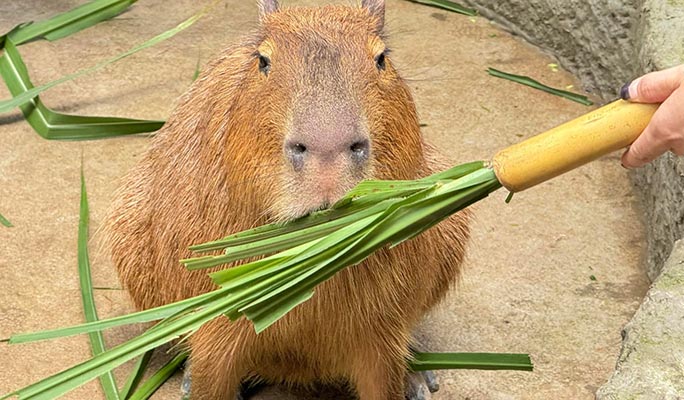 カオキアオ動物園入場券