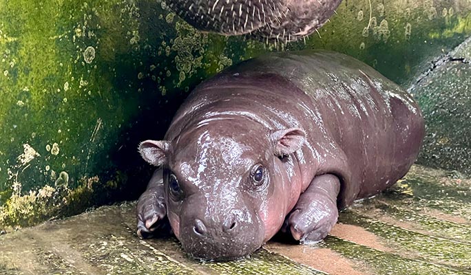 カオキアオ動物園入場券