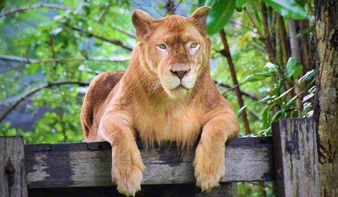 カオキアオ動物園入場券