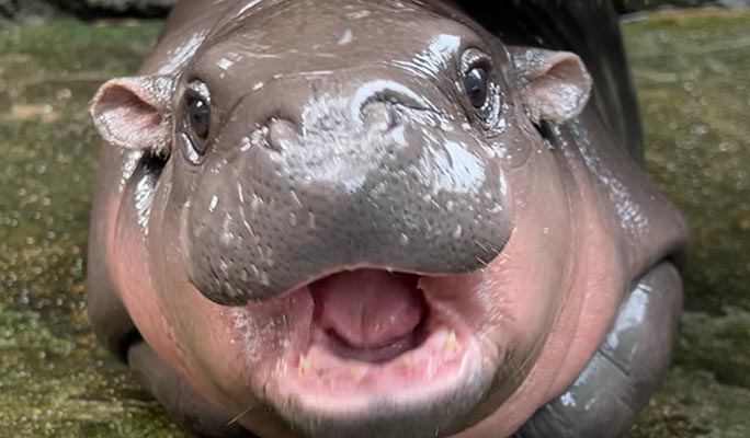 カオキアオ動物園入場券