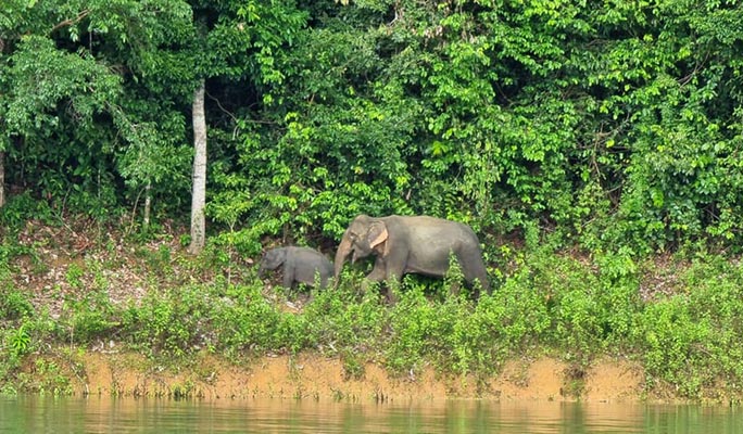 Khao Sok Cheow Lan Lake 1 Day Tour (+ Longtail boat/ Kayak) (+ Lunch) (+ Hotel Transfer) - From Khao Sok/ Khao Lak/ Krabi