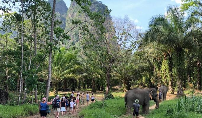 Khao Sok Elephant Sanctuary Visit (+ transfer from Khao Sok)