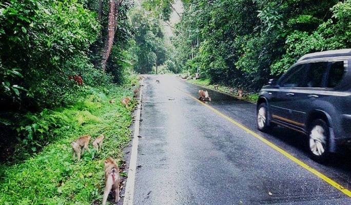 Khao Yai National Park & Thai Cooking Class 1 Day Tour (+ Elephant Feeding/Riding options)
